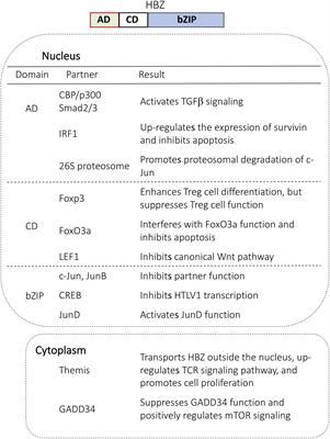 HTLV-1 Alters T Cells for Viral Persistence and Transmission